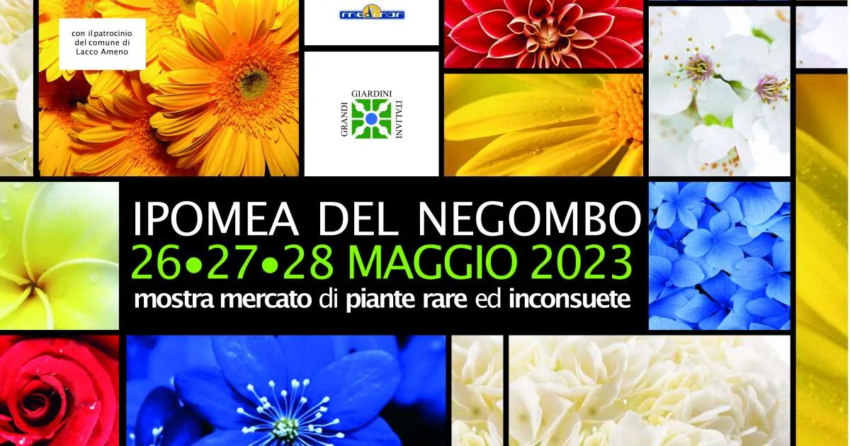 Ipomea del Negombo